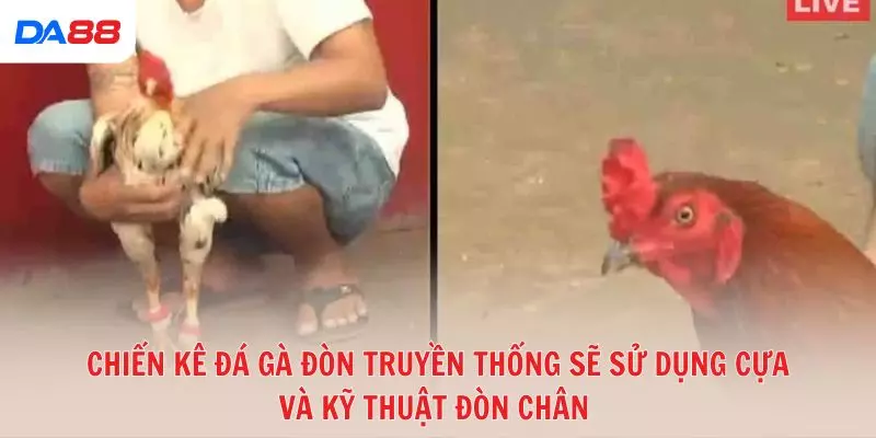 Chiến kê đá gà đòn truyền thống sẽ sử dụng cựa và kỹ thuật đòn chân 