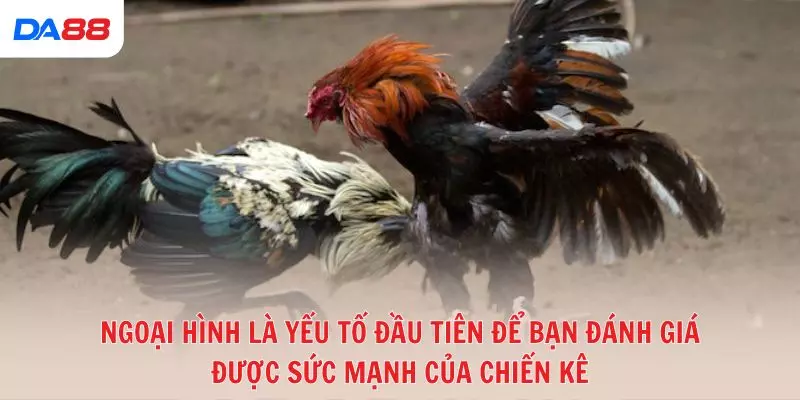 Ngoại hình là yếu tố đầu tiên để bạn đánh giá được sức mạnh của chiến kê